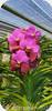 Vanda Suwannaphum 507